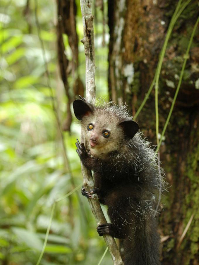 An aye-aye clutching onto a tree