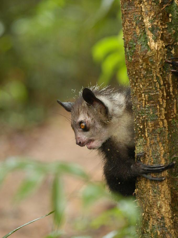 An aye-aye, clutching onto a tree, looking sideways.