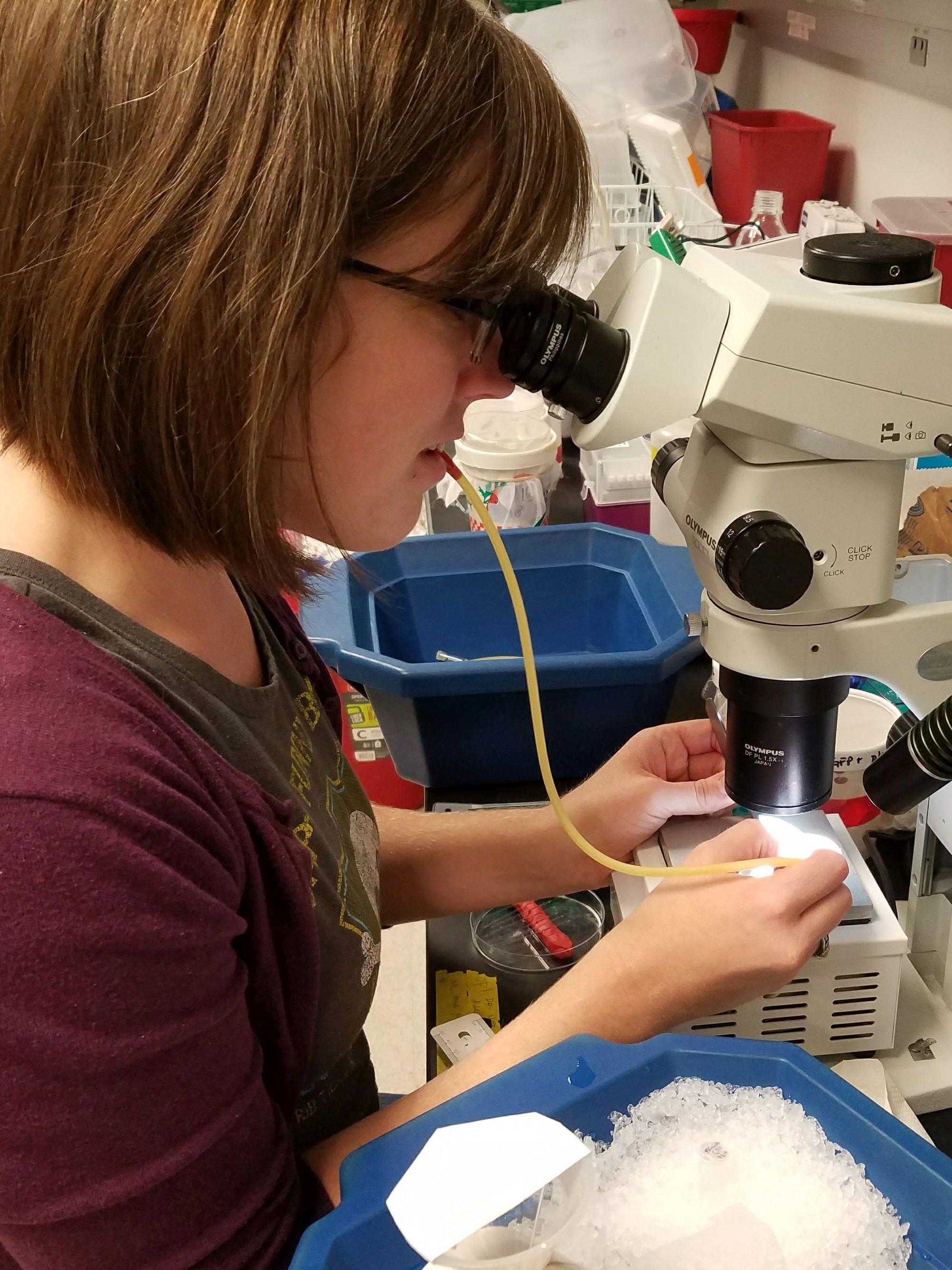 Postdoc Vanessa Macias injects mosquitoes