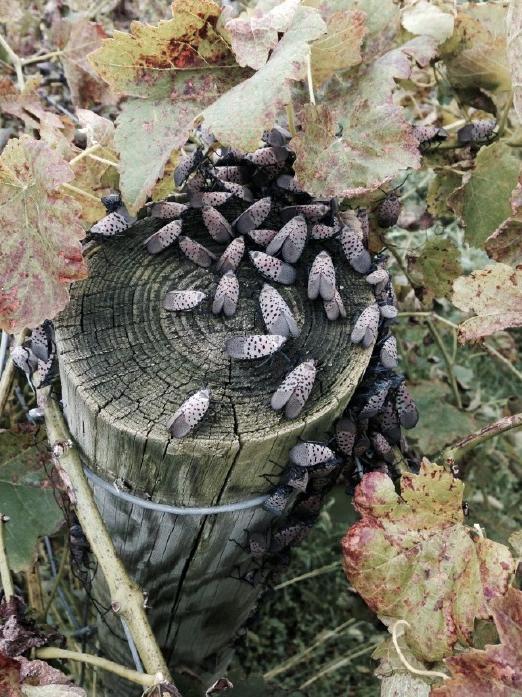 spotted lanternfly on post