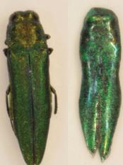 Emerald Ash Borer and Decoy