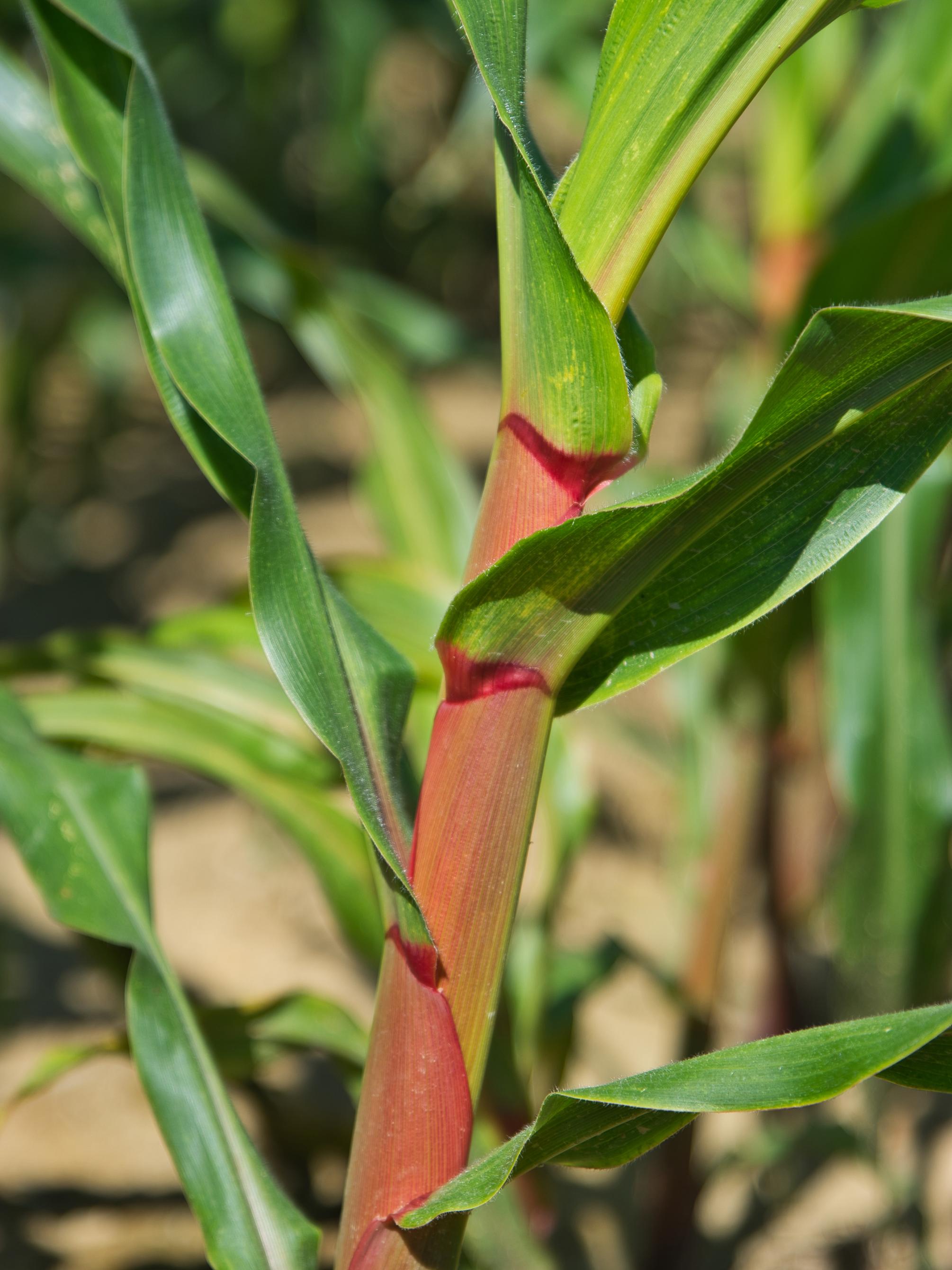 corn silk pigmentation
