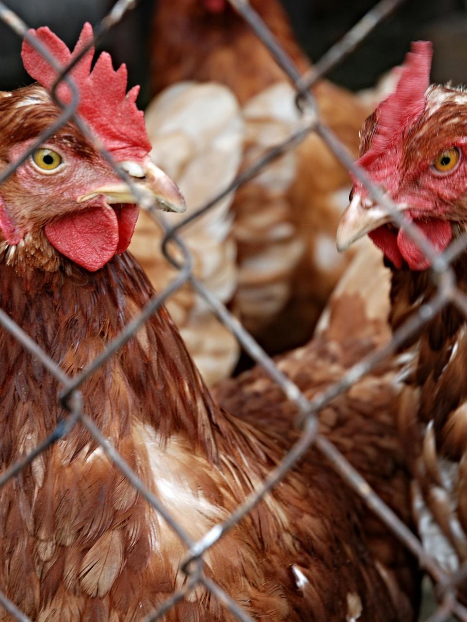 chicken