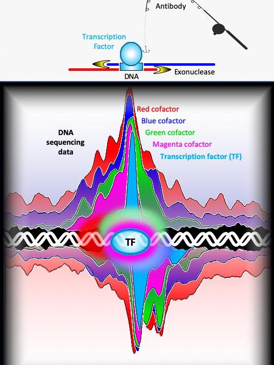 Illustration of ChIP-exo and protein architecture of yeast gene enhancer