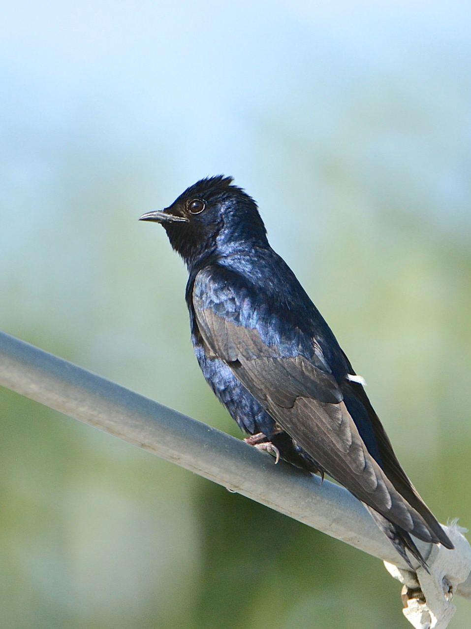 Purple martin songbird