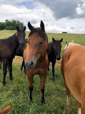 Quarter horses
