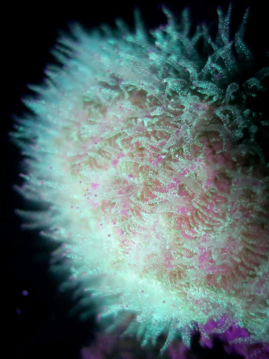 Coral microbiome