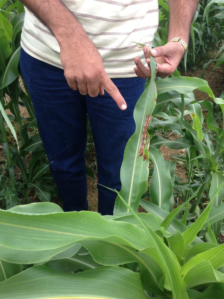 anthracnose damage