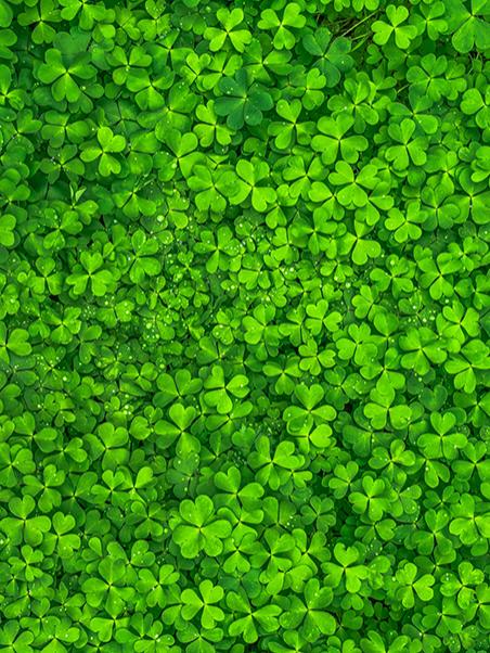 clover patch