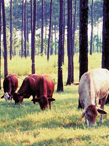 cows among trees