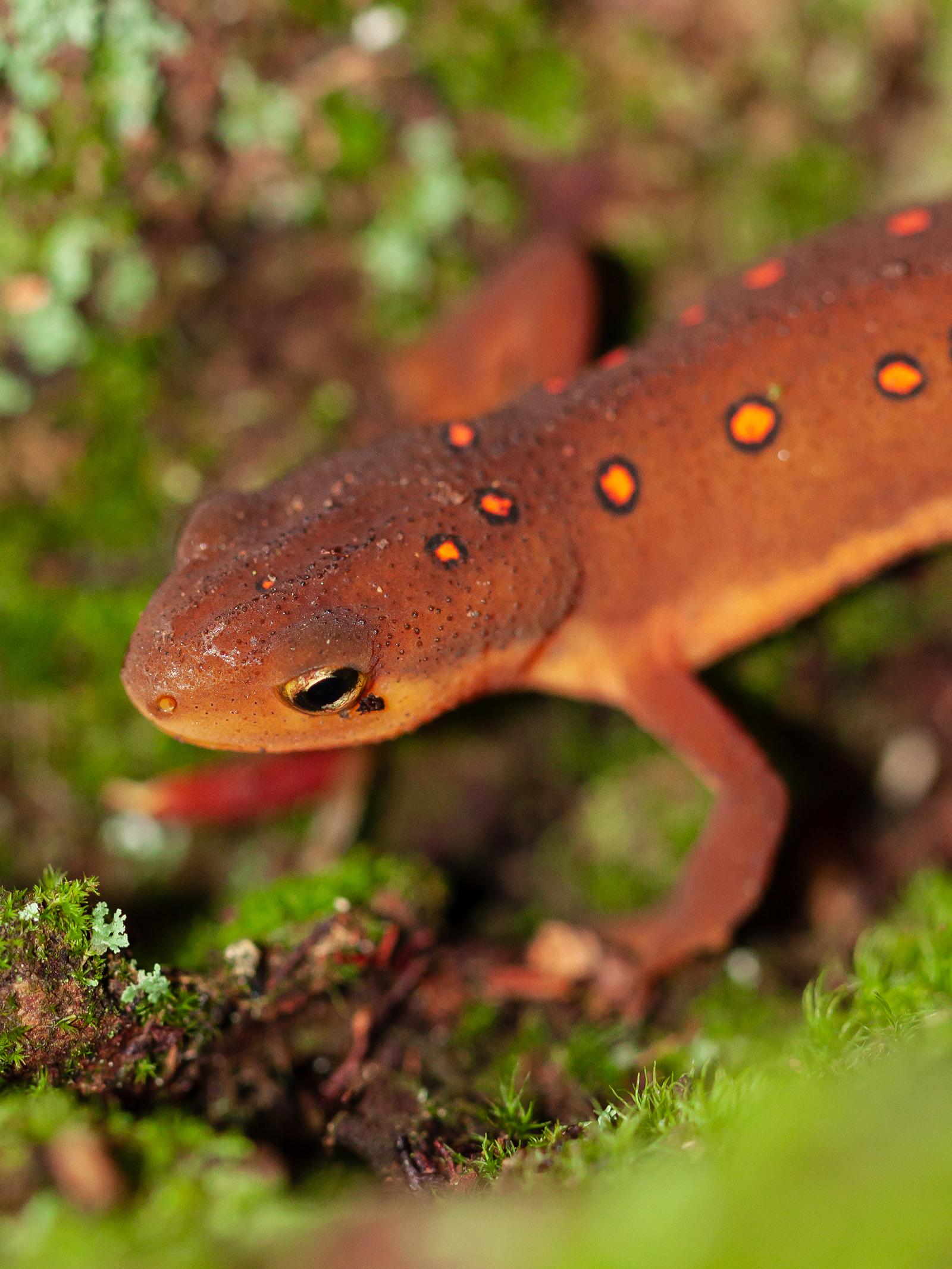 Eastern newt