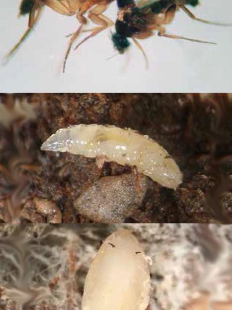 different stages of flies