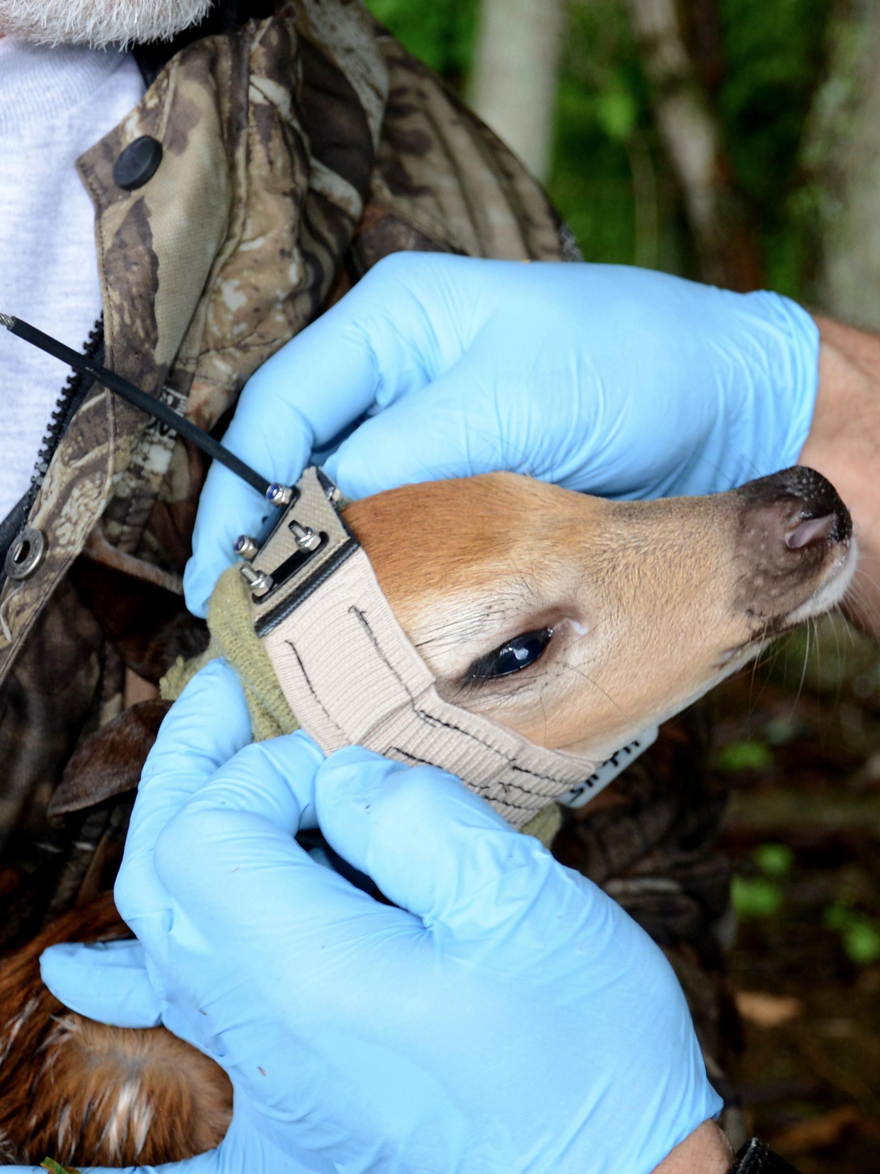 placing a collar on a fawn