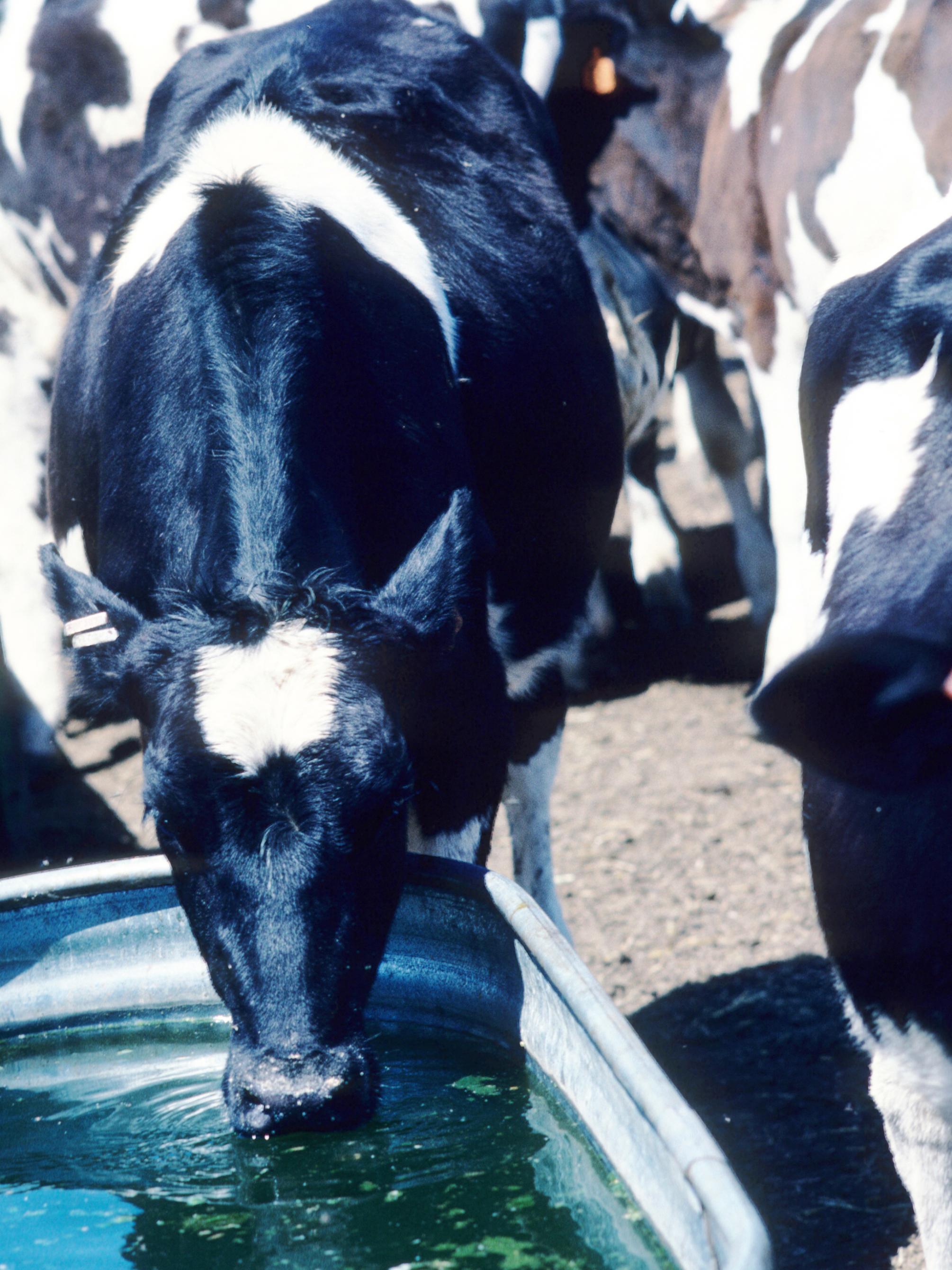 dairy cow at watering trough