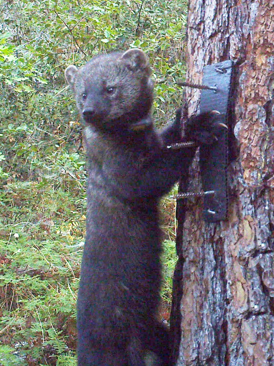 fisher