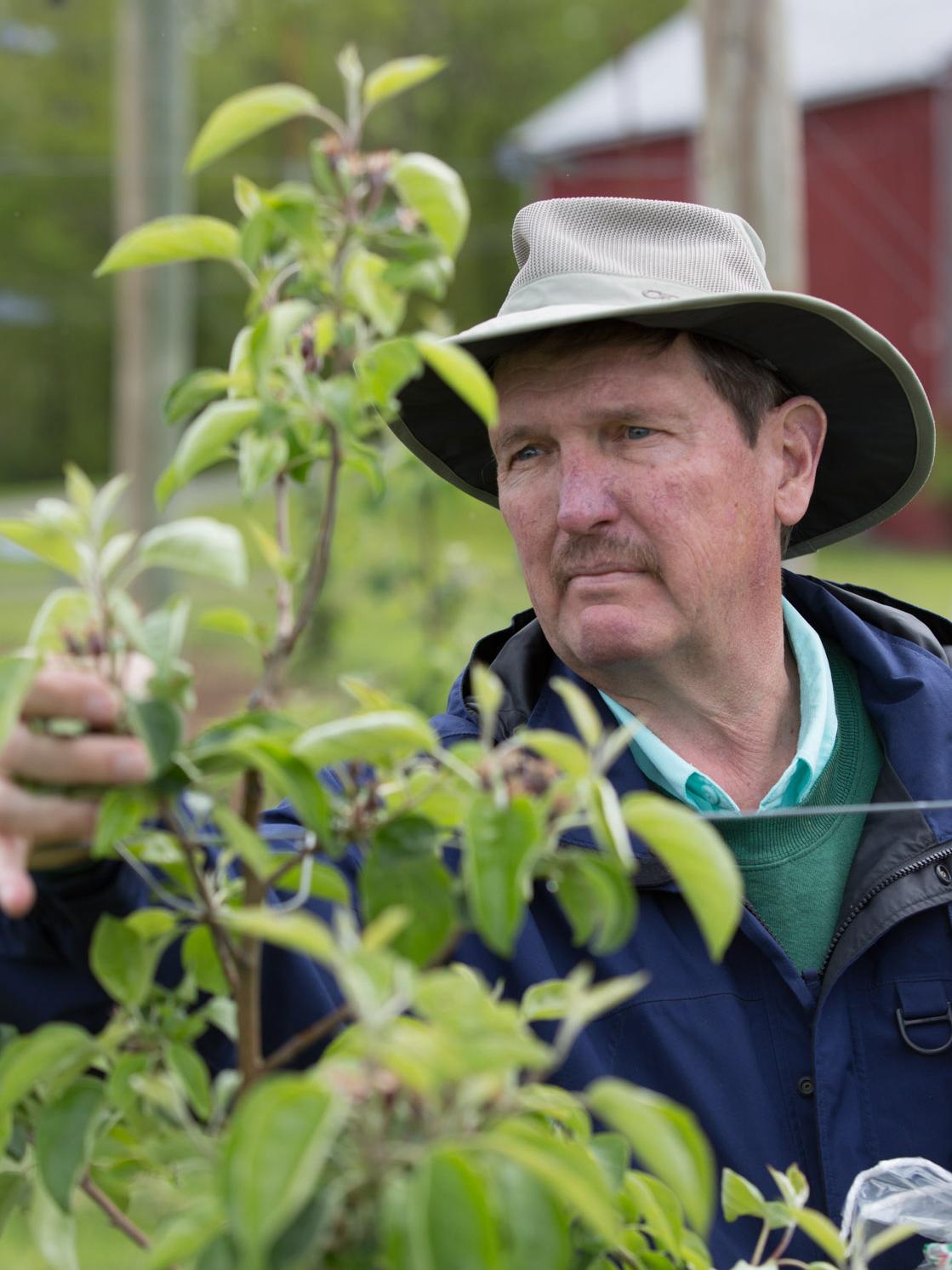 Extension apple tree researcher