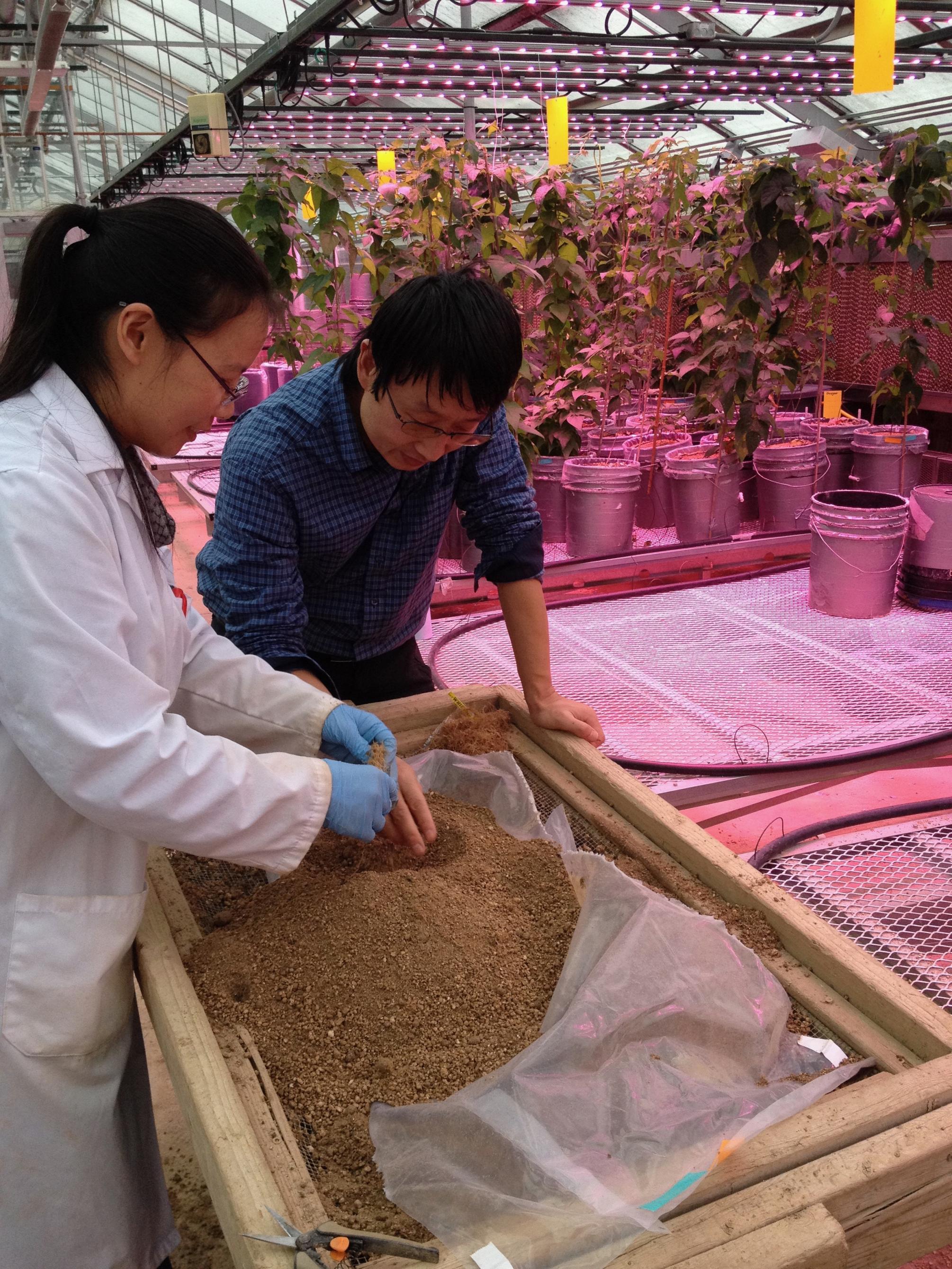 root excavation