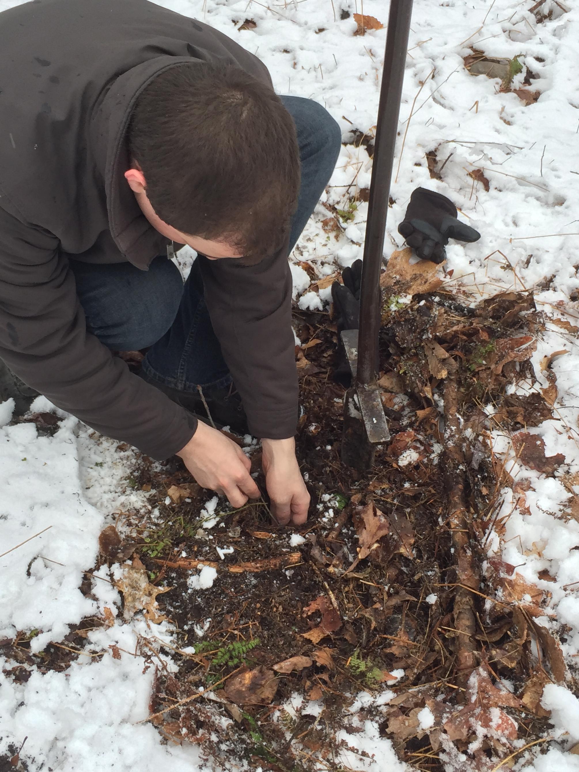 student plants ash tree seedling