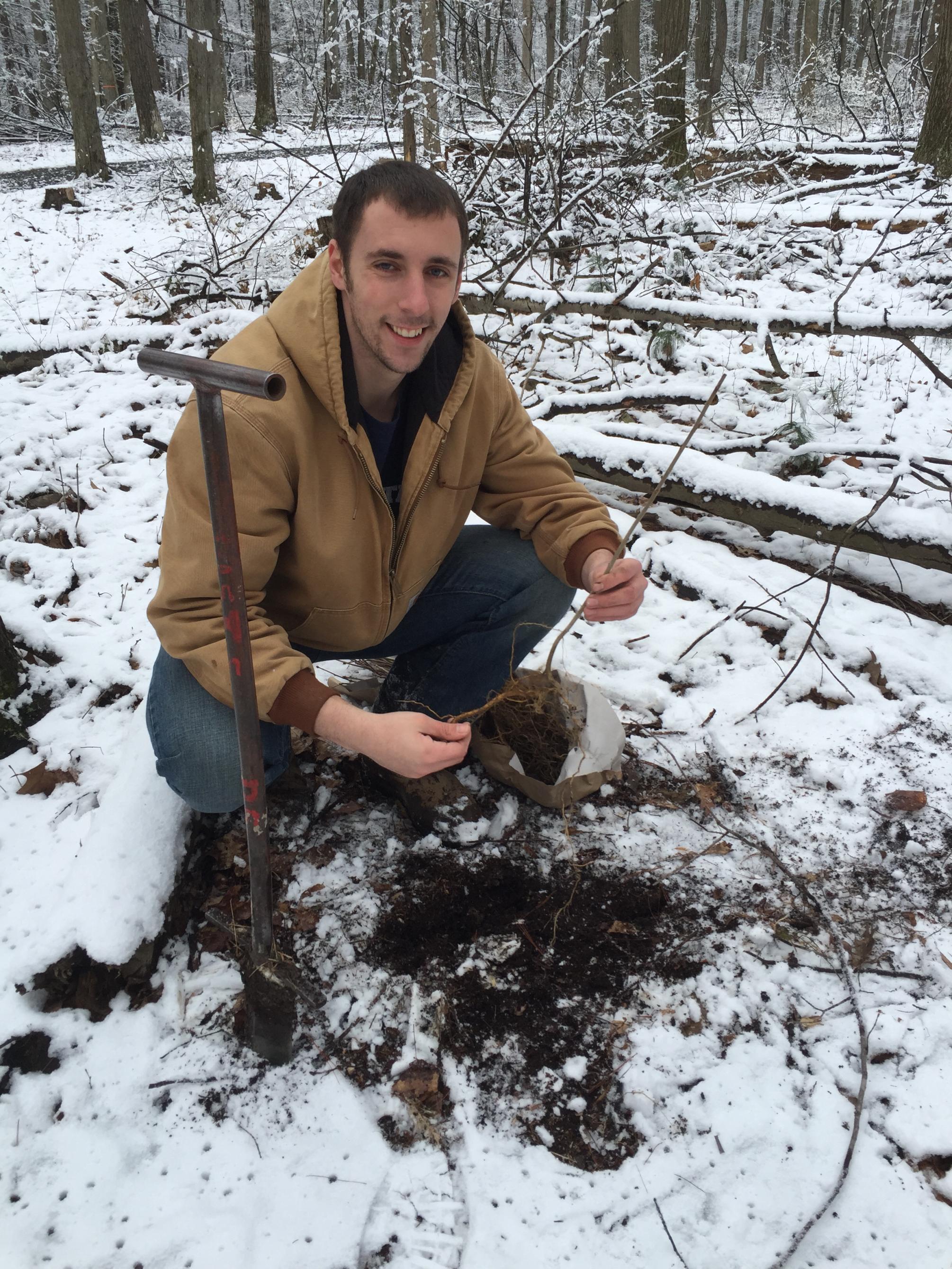 student plants ash tree seedling