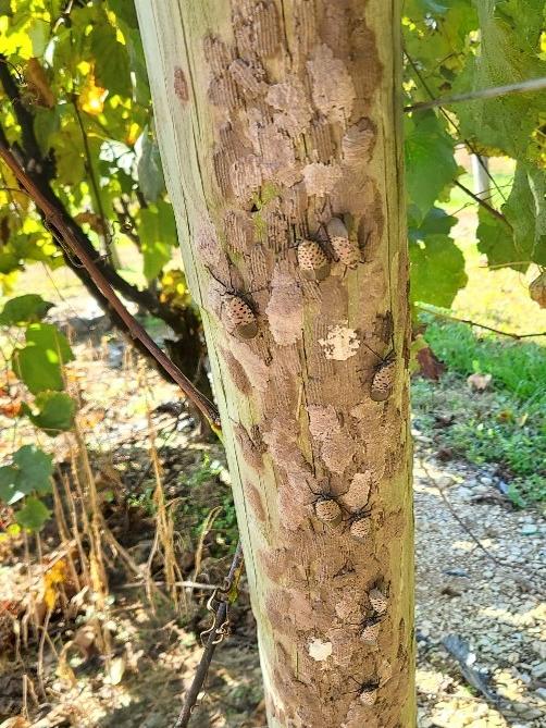 SLF egg masses on pole