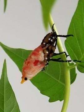 Spotted lanternfly molt