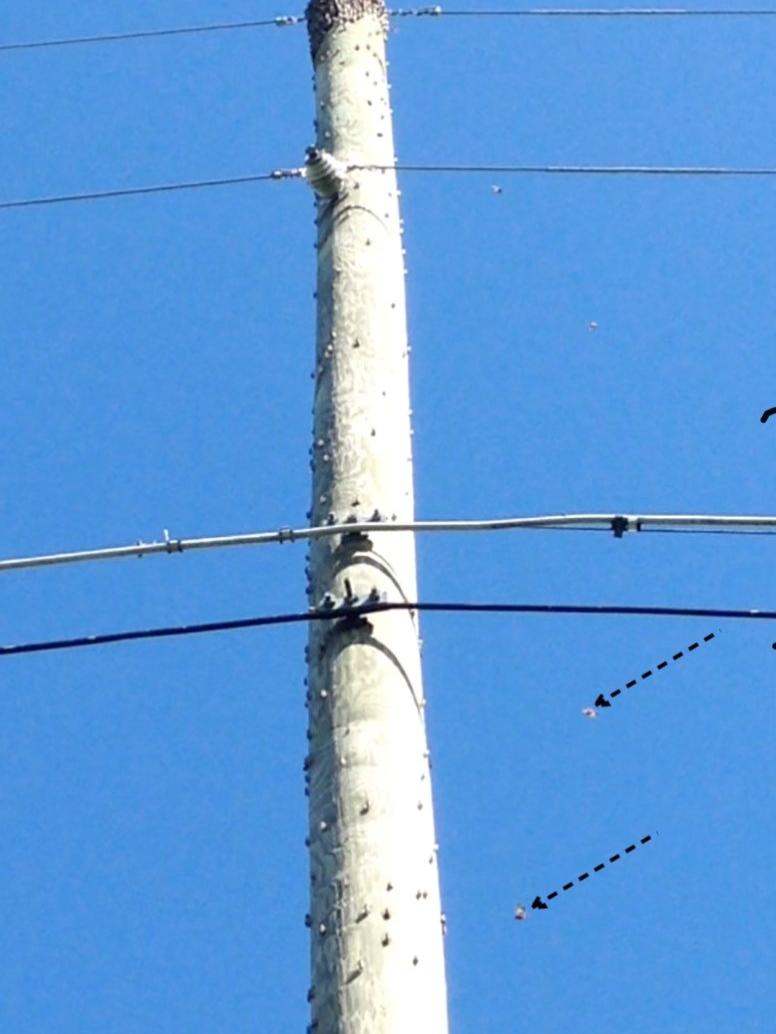 SLF telephone pole arrows