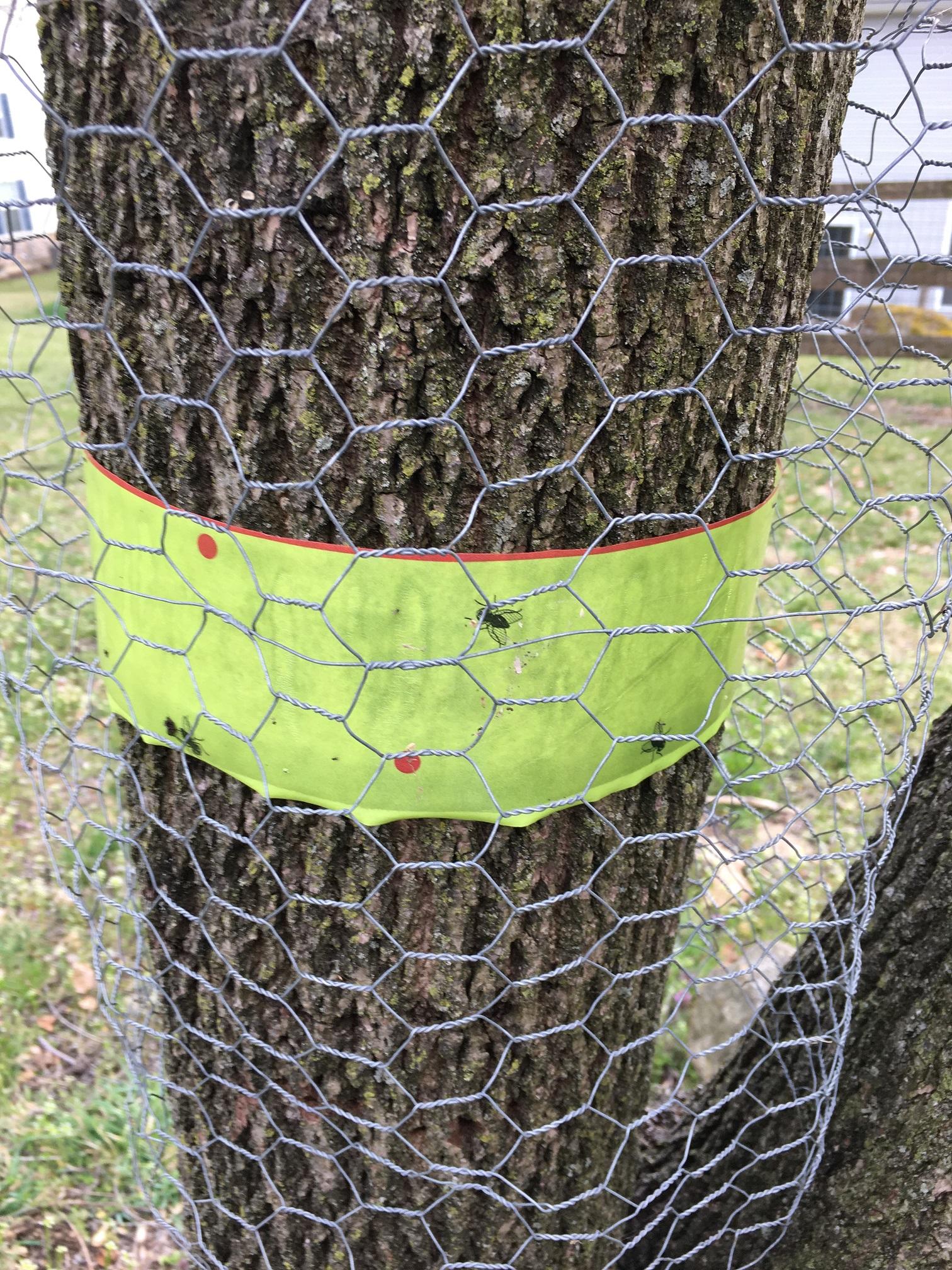 SLF tree band