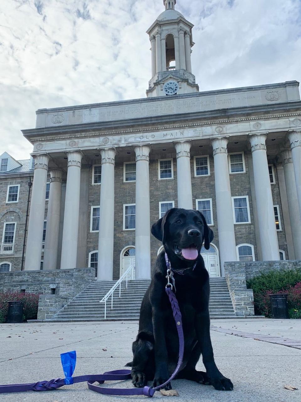 Black Labrador retriever sitting in front of Old Main