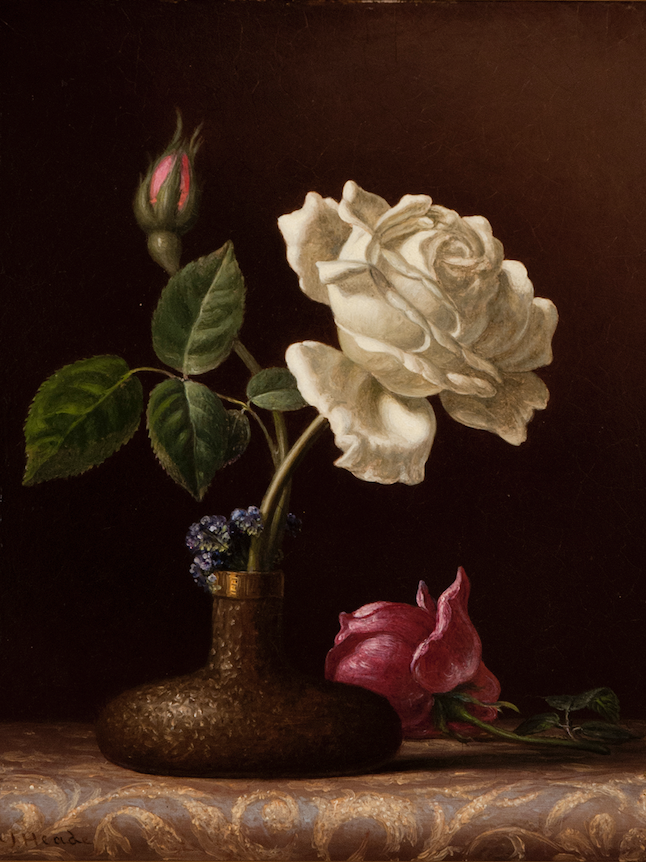 Martin Johnson Heade, "The White Rose," c. 1874–80