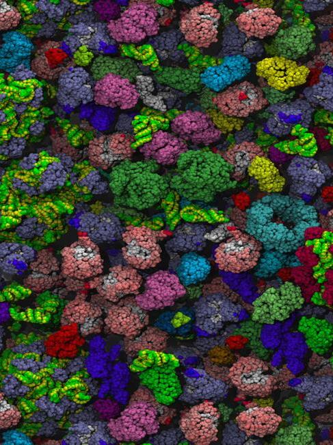 Molecular model of the crowded interior of a bacterial cell