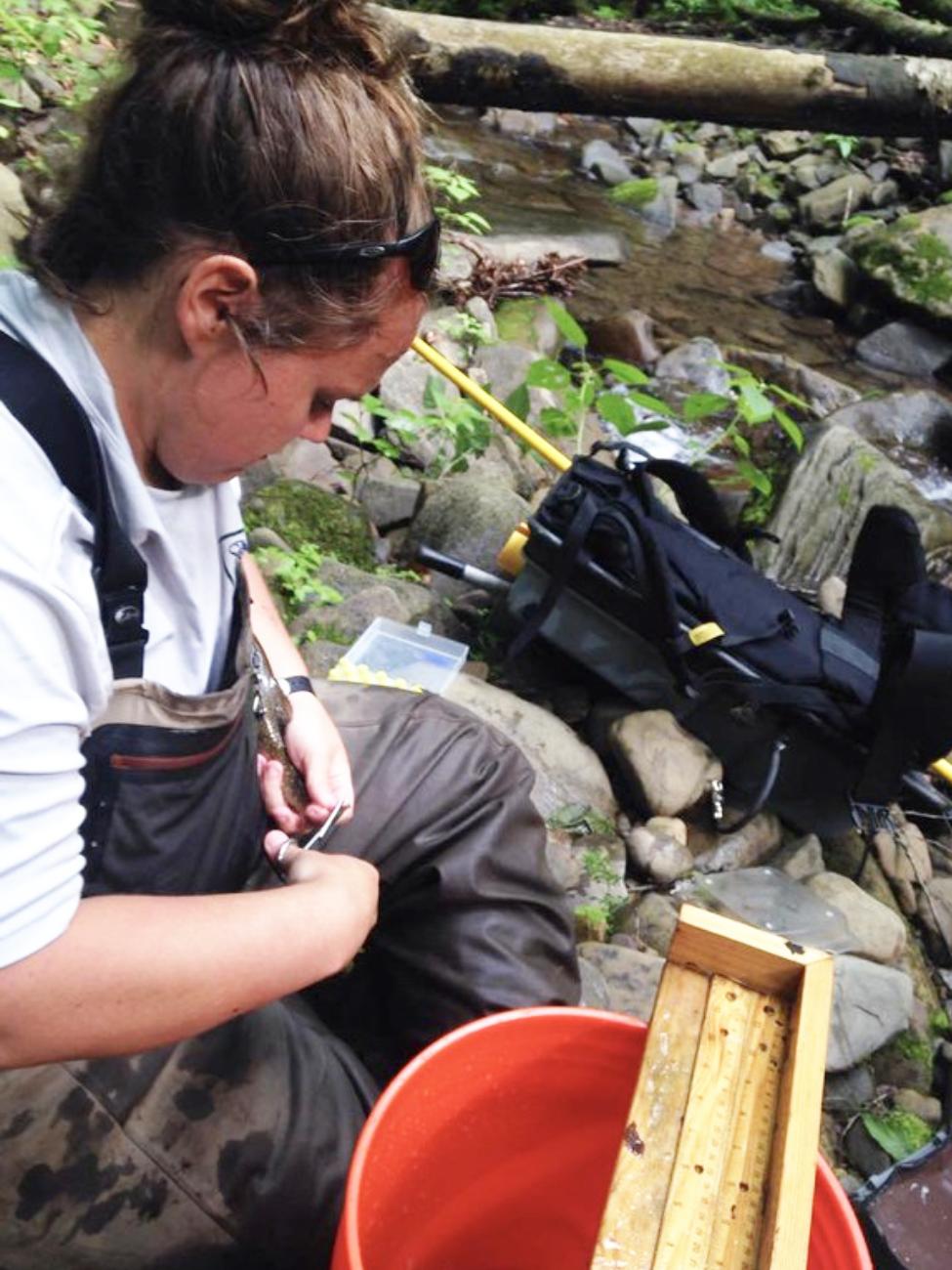 Shannon White, brook trout 