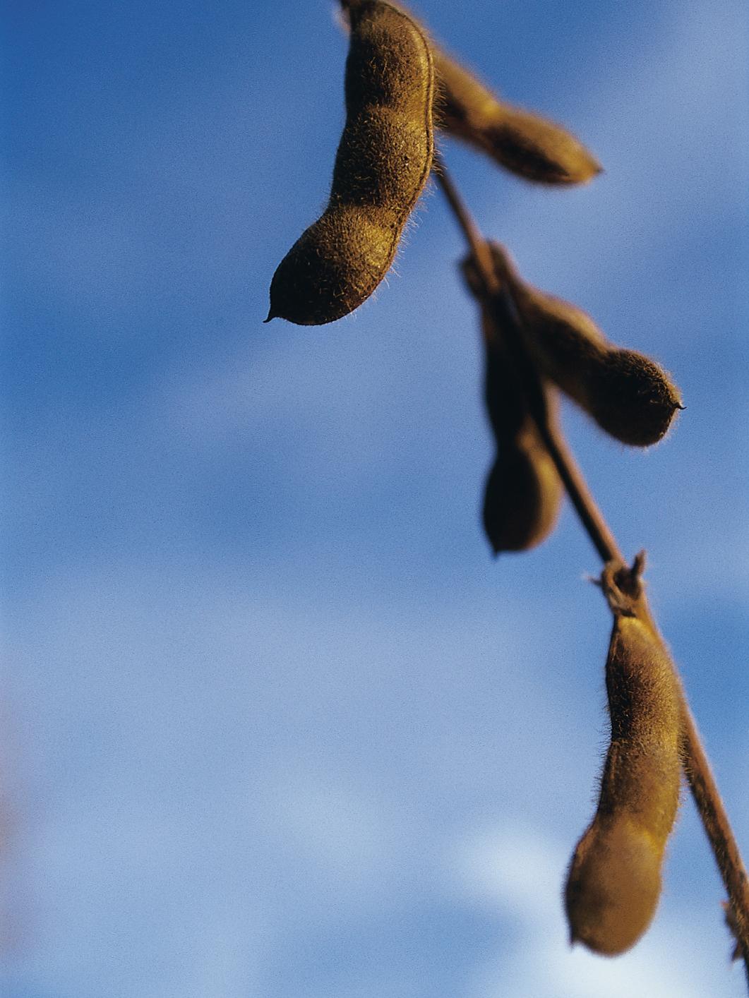 soybean pods