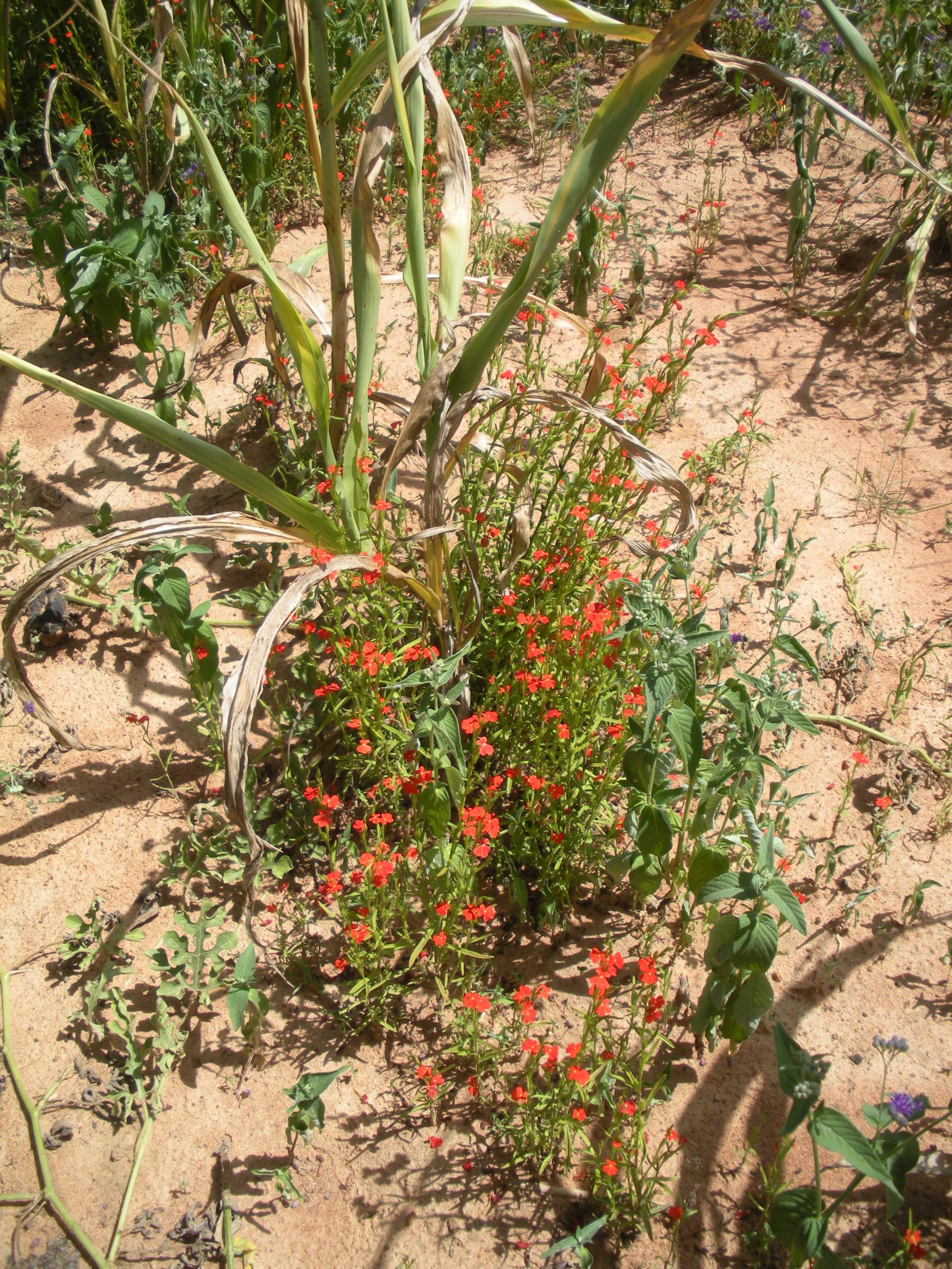 Striga asiatica