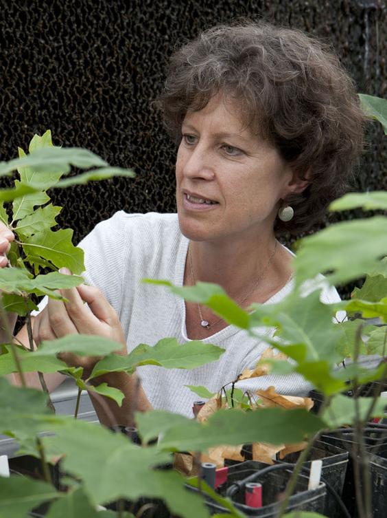Penn State professor Susan Brantley to receive the 2018 Urey Award