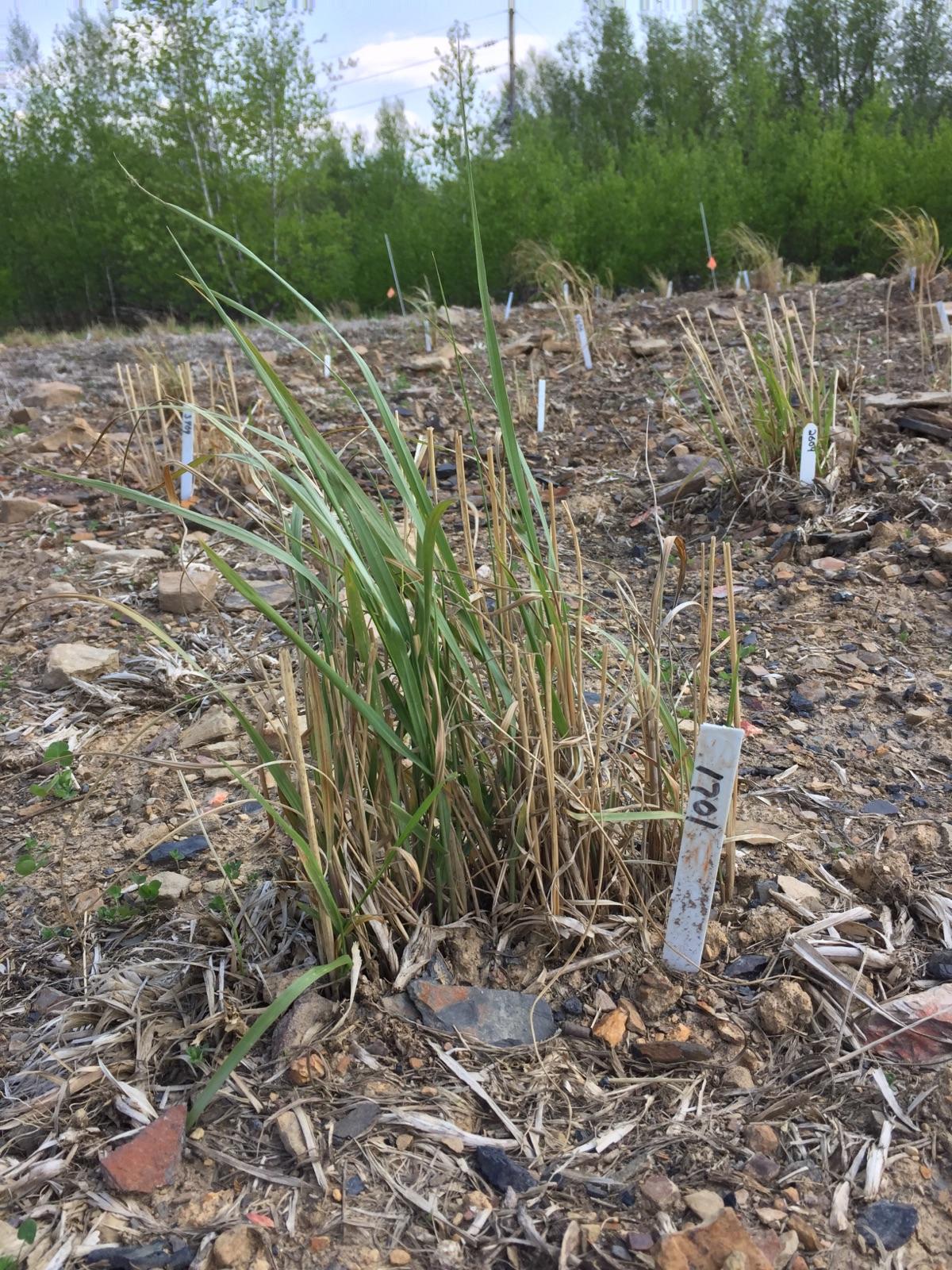 Switchgrass Pburg 