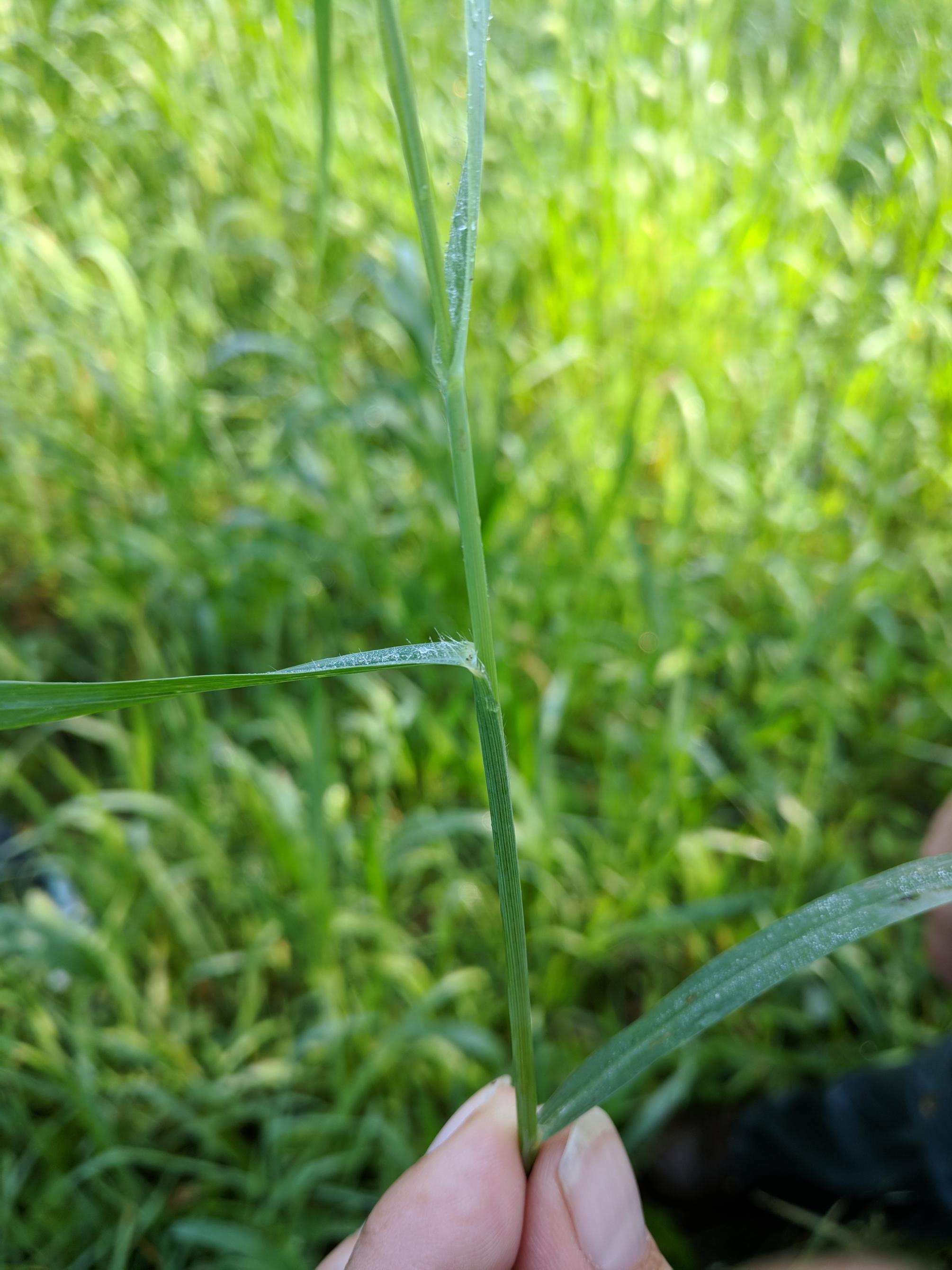 Switchgrass photo