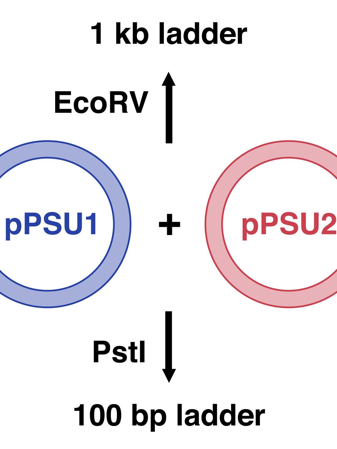 Schematic of pPSU1 and pPSU2 plasmids
