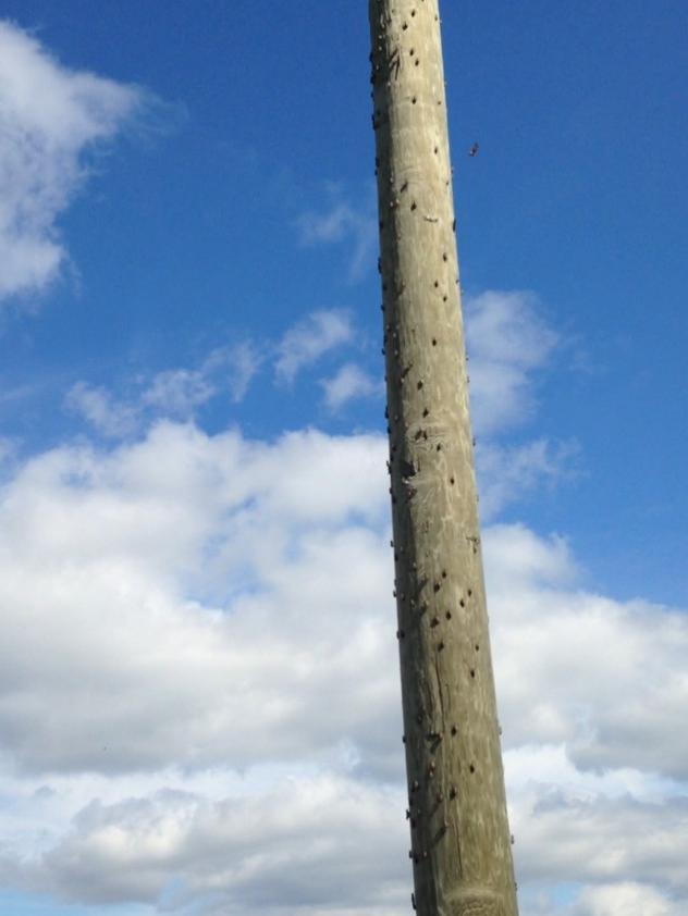 spotted lanternfly on telephone pole
