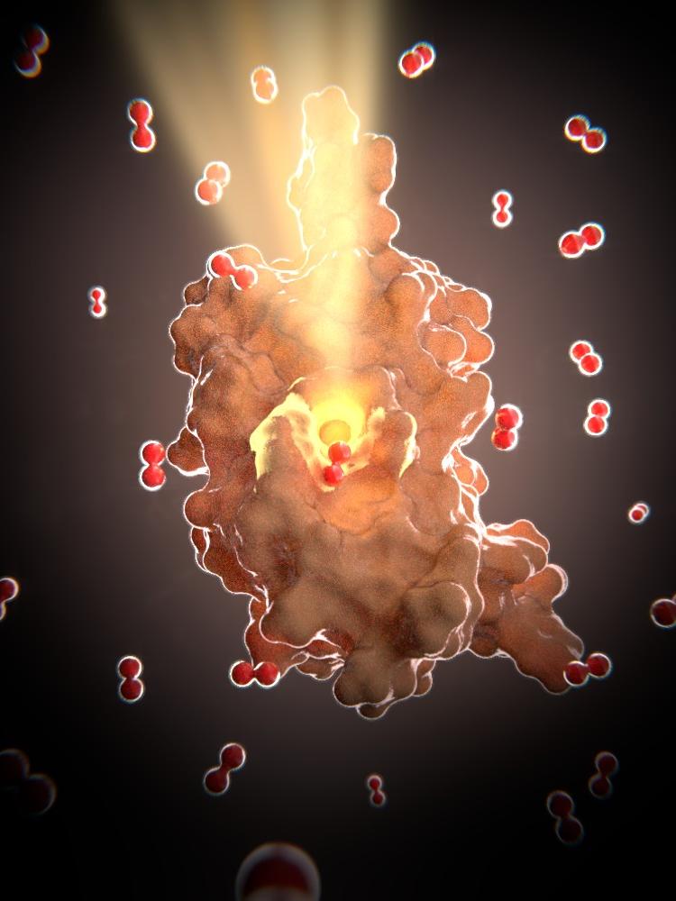Oxygen binds to toxin