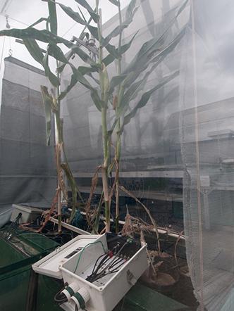 Corn plants growing inside a controlled environtment, and connected to a device