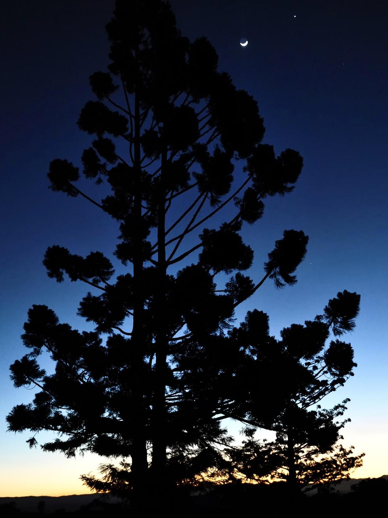 hoop pine