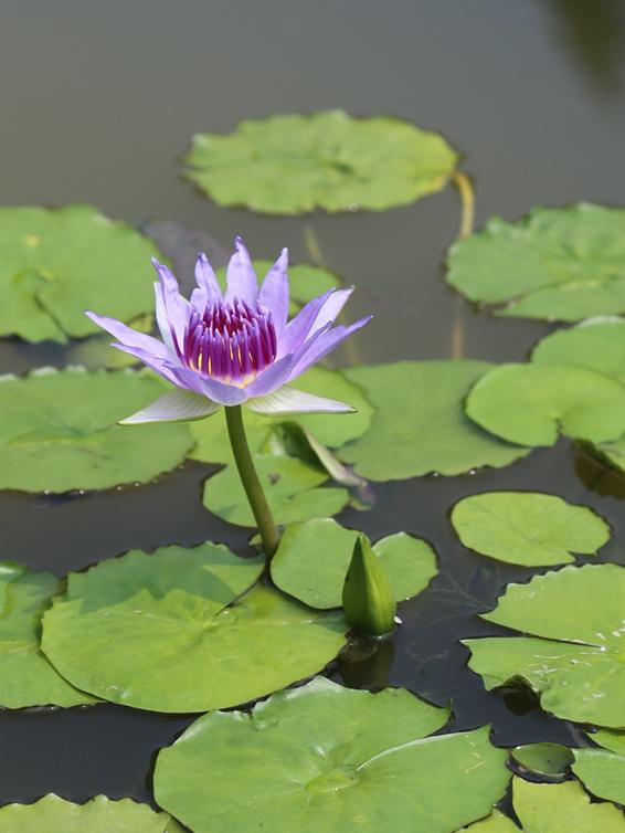 Water lily