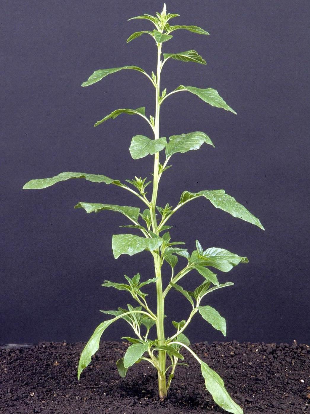 Waterhemp