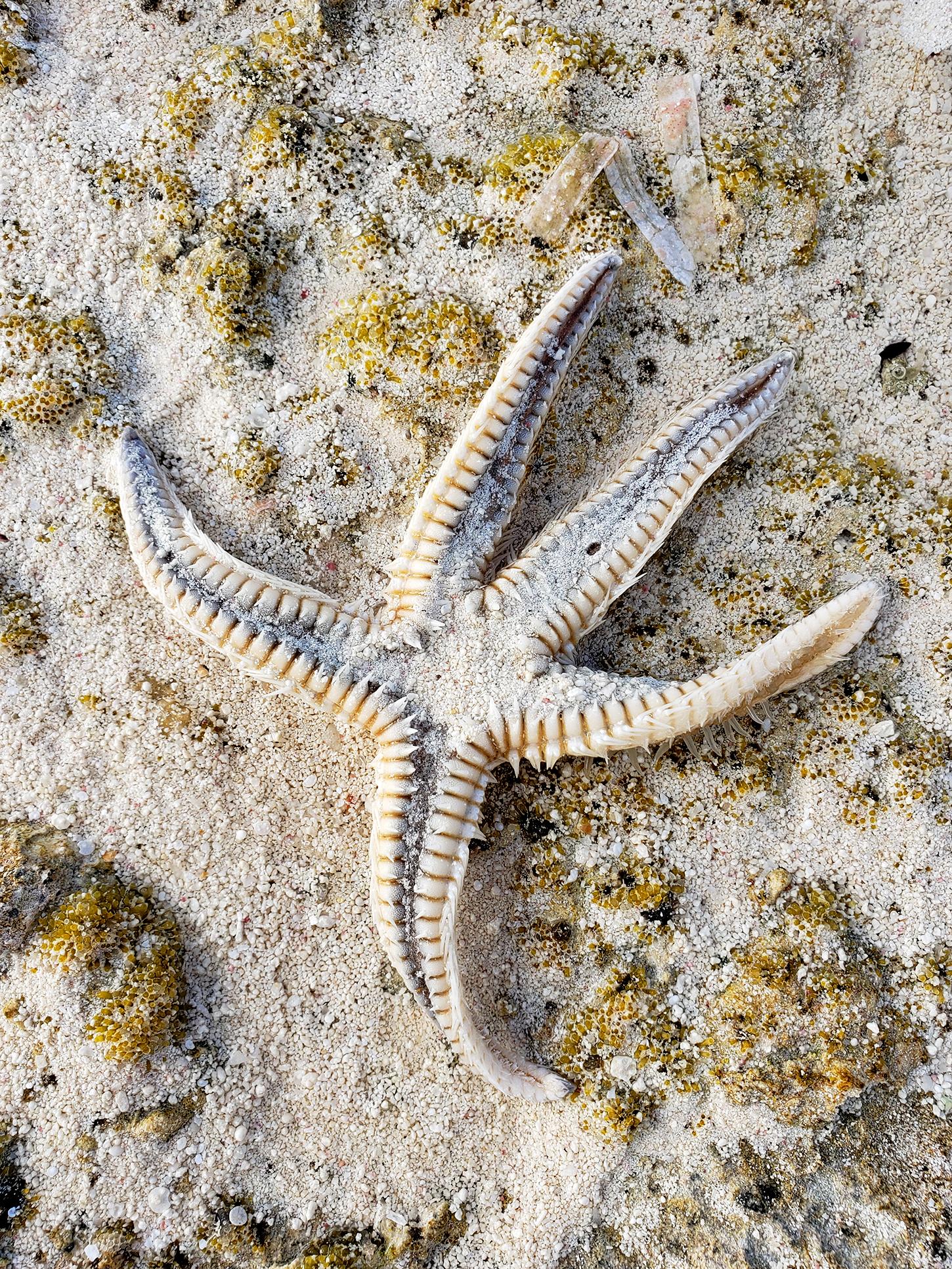 Wildlife of the Bahamas