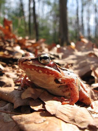 orange wood frog on leaves