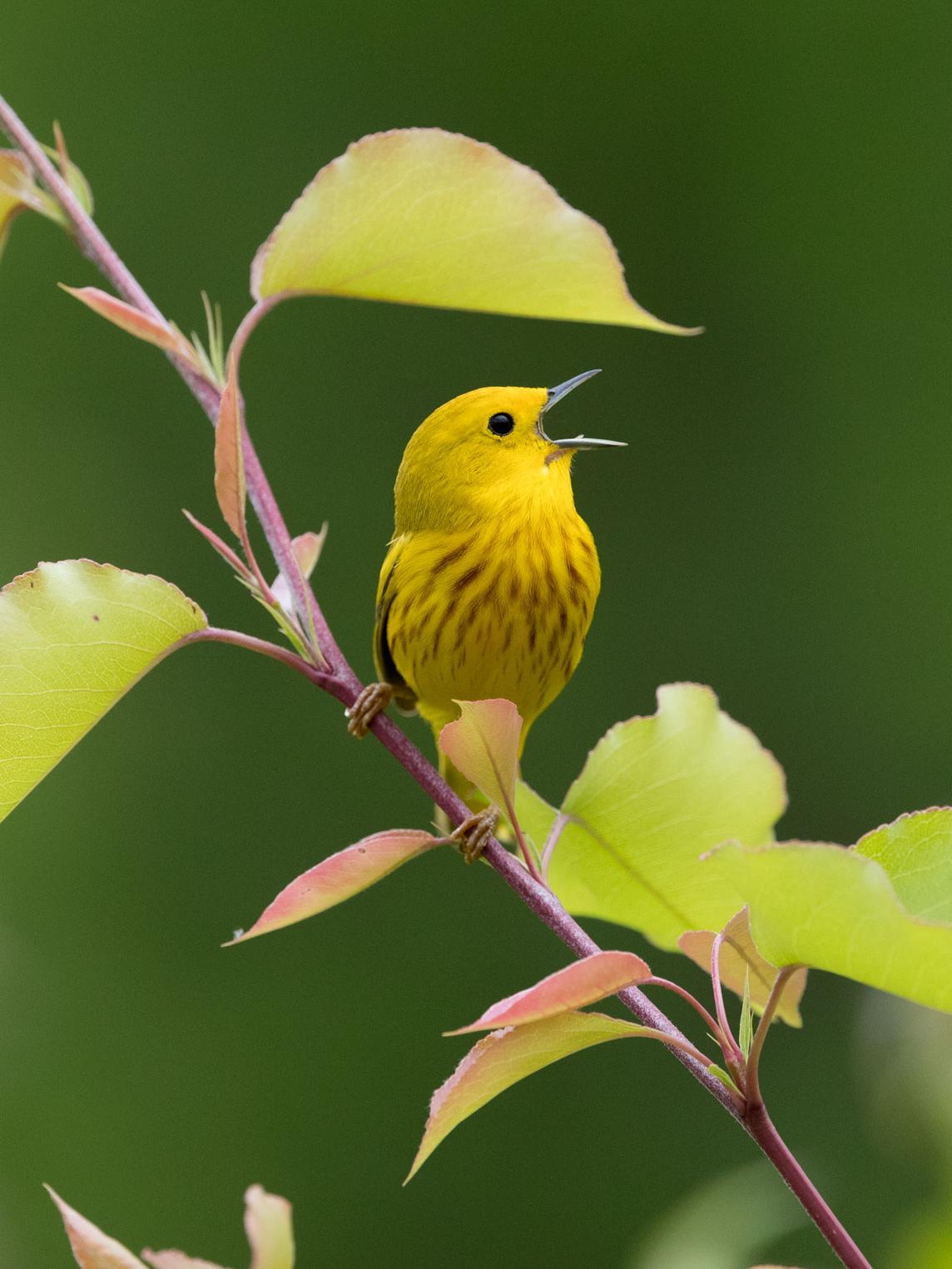 Yellow Warbler sings on a branch