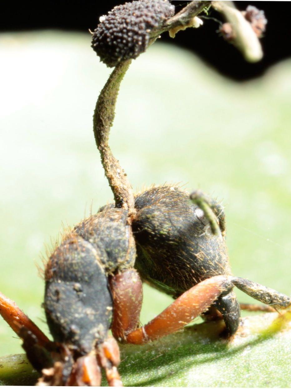 Zombe ant cadaver