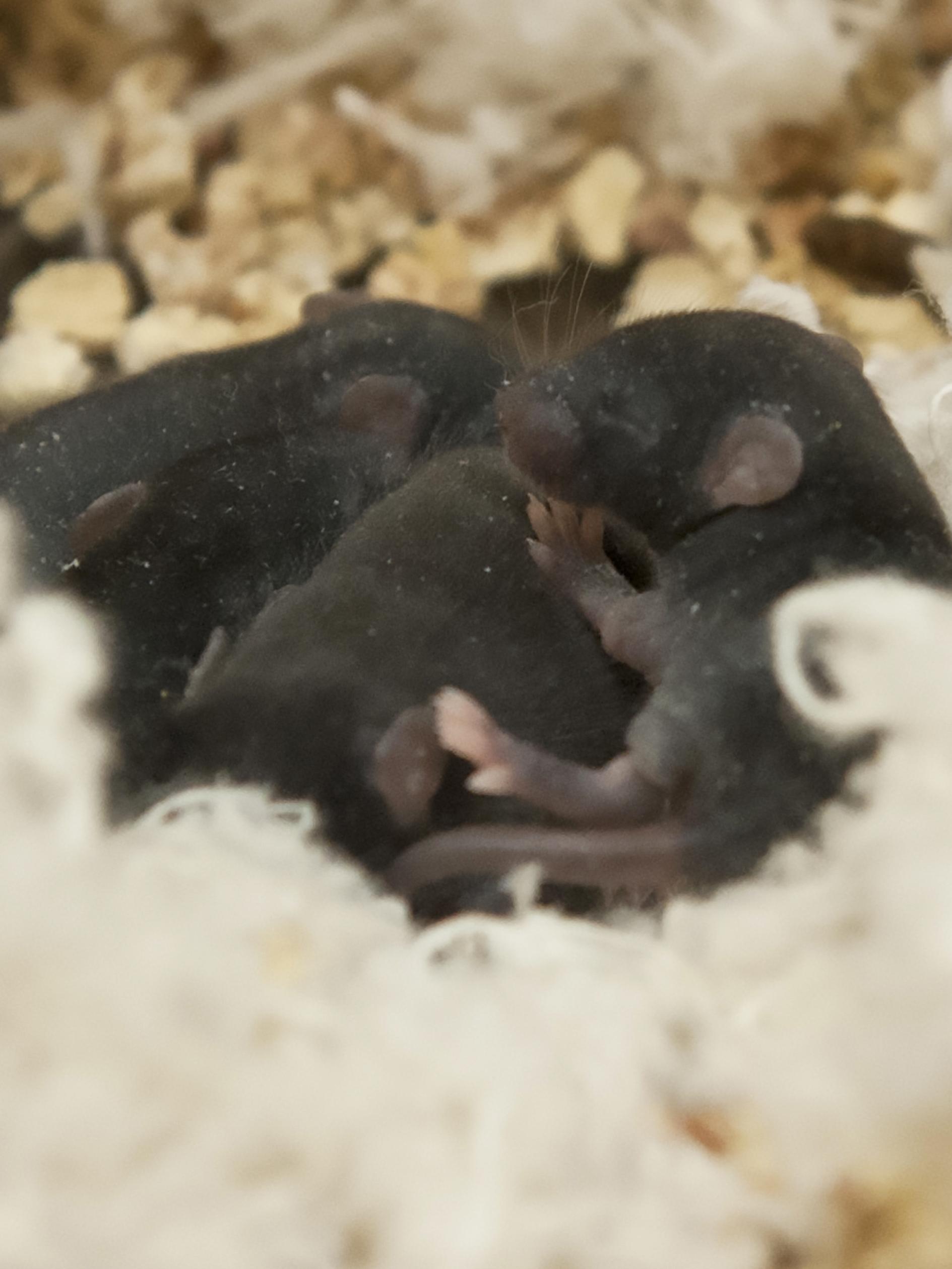 Kelleher-Mouse Zinc study-rt rail