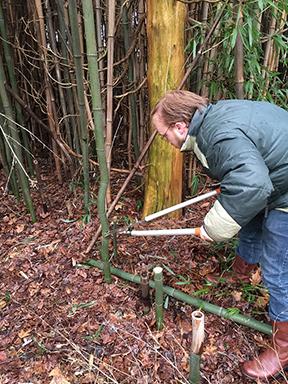 man cutting bamboo