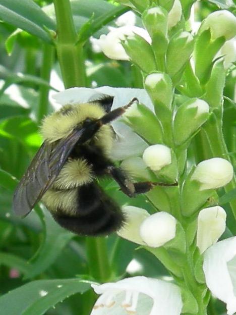 bumblebee on white flower